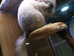 -藦茜花园宠物主题亲子互动体验馆(国顺东路店)