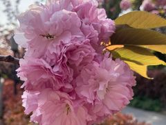 -高东镇樱花园