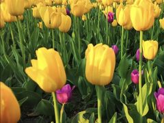 -长春公园(普阳街道)