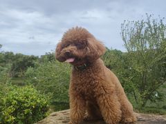 -萌兽医馆·宠物医院·猫骨科(创景店)