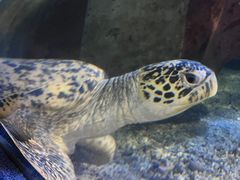 -太平洋海底世界