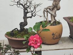 -凤凰寺
