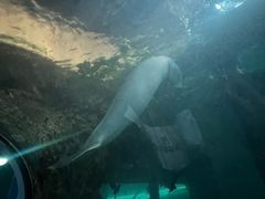 -悉尼海洋生物水族馆