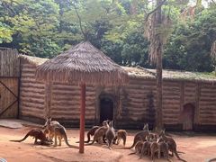 -深圳野生动物园