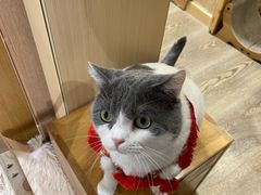 -MOCHA明星猫咖(田子坊店)