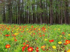 -上海共青森林公园