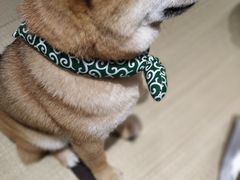 -逗柴咖啡屋·狗咖猫咖宠物桌游