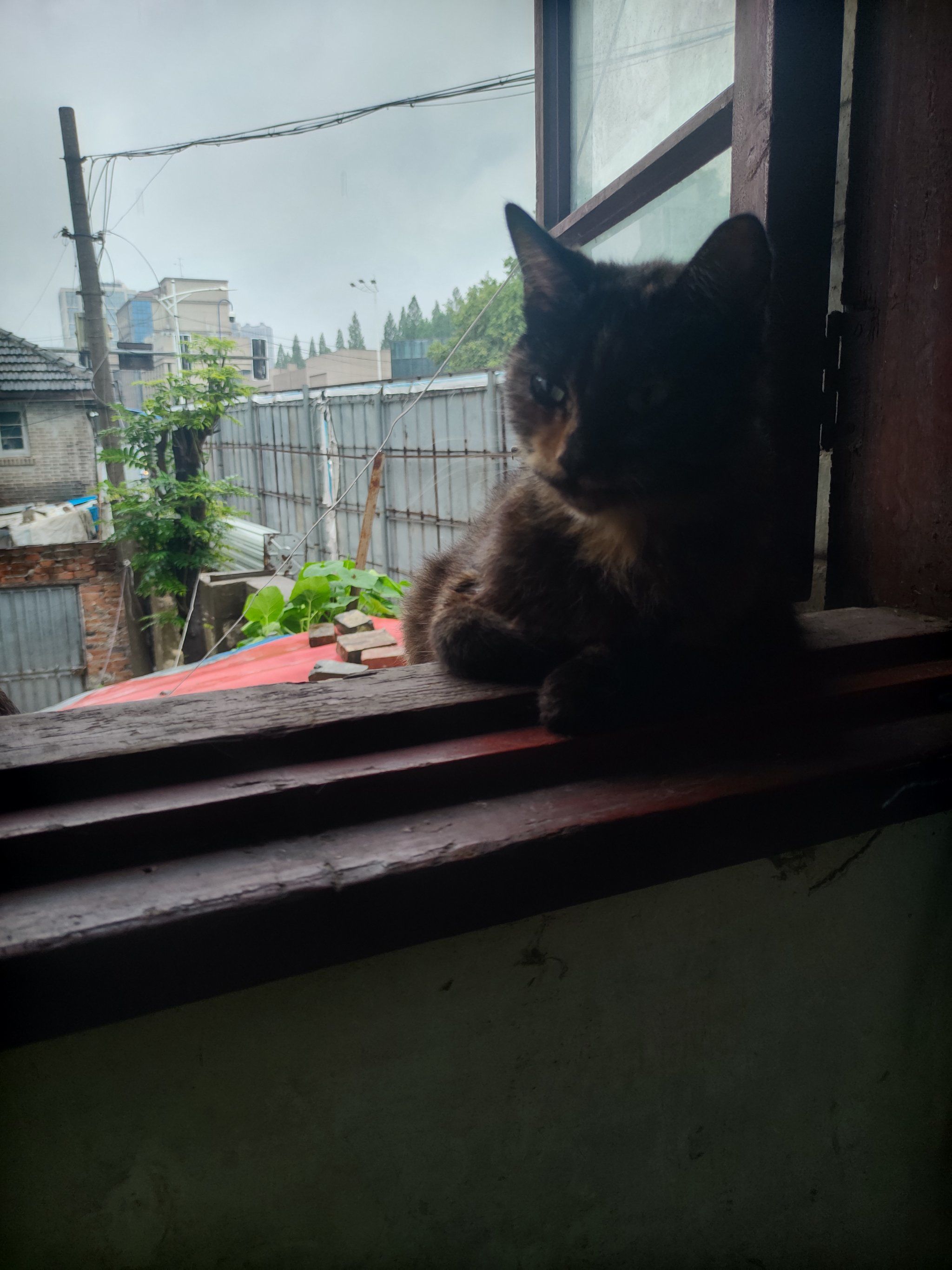 [玫瑰][偷笑]#躲猫猫 #万物皆有灵性请善待每一个生命 #记录猫咪日常