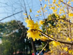 -新虹桥中心花园