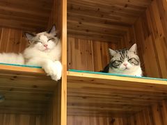 -猫在这儿猫咪咖啡馆·撸猫馆
