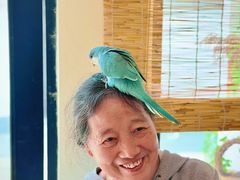 -吉丁鸟咖·异宠·寄养