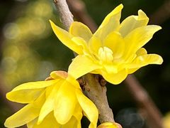 -新虹桥中心花园