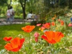 -上海共青森林公园