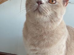 -Catmate·猫肥家润(金润铂宫店)