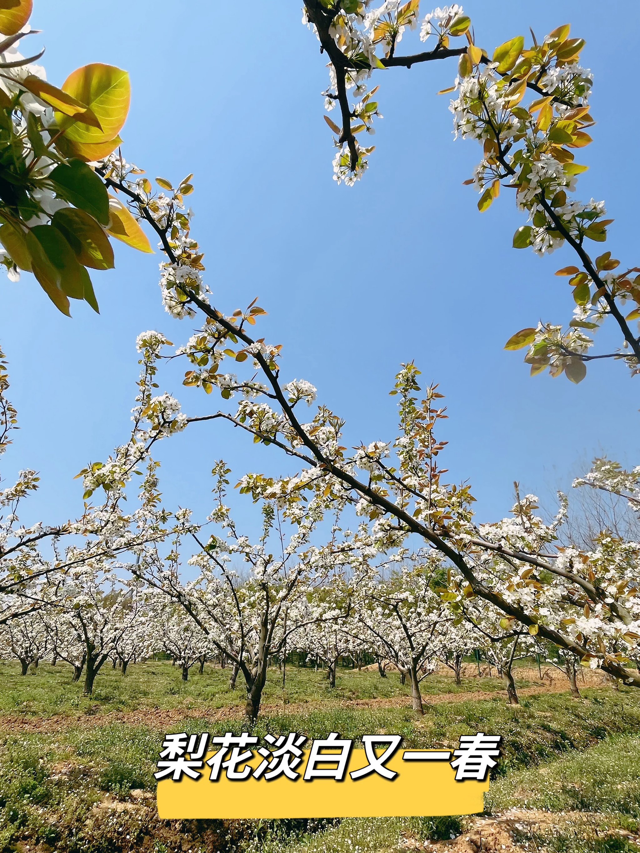 淡白梨花又一春