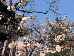 -梅花山(明孝陵内)