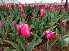 -瑶湖郊野森林公园