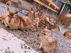 -鹿境梅花鹿生态园区