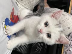 -lincat·猫舍(广州店)