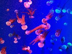 -成都浩海立方海洋公园