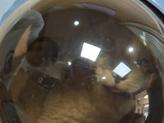 -中农大我爱我爱24h动物医院·中医针灸·猫专科·骨科医疗中心(双井店)