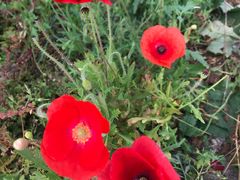 -白草畔自然风景区