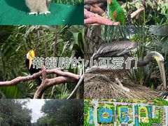 -广州长隆飞鸟乐园