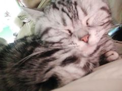 -喵店&猫咖
