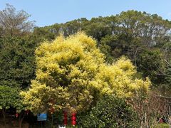 -广州市帽峰山景区