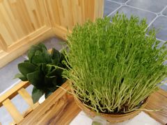鲜豆苗-廣順興(天明路店)