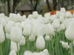 -厦门园林博览苑