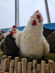 -IMON·HANSA潮玩玩偶毛绒玩具(通州万象汇店)