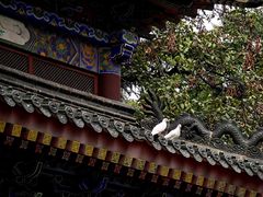 -西安大兴善寺