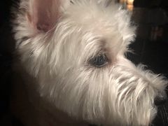 -Oh My Dog宠物沙龙(伊珊娜皮毛护理店)