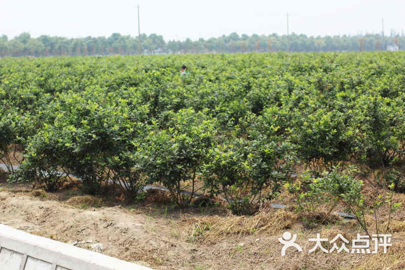 松江乐莓园 の 蓝莓(远)