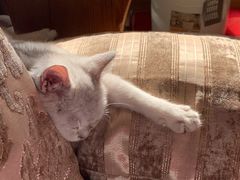 -喵百万·布偶·蓝金金渐层英短·猫舍(百子湾店)