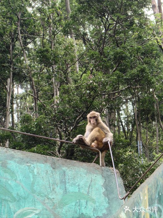黔灵山公园图片
