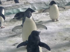 -帝企鹅自助餐厅•儿童岛•真企鹅(长隆企鹅酒店)