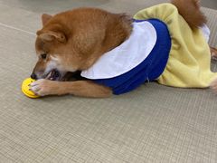 -逗柴咖啡屋·狗咖猫咖宠物桌游