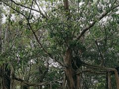 -中国科学院西双版纳热带植物园