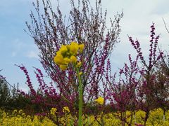 -武汉紫薇都市田园