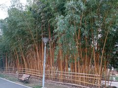 -昆山城市生态森林公园