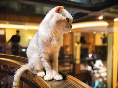 -more than meow吴止猫主题餐厅(承德 中船汇店)