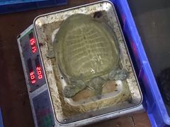 -濠轩阁特色生蚝火锅(水湾路店)