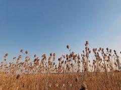 -上海吴淞炮台湾国家湿地公园