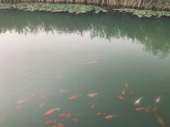 -天津东丽湖风景区