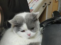 -瑞派宠物医院·24h·骨外科·皮肤科·全科宠物医疗转诊中心(沈阳浑南院)