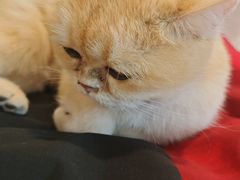 -平行世界·猫咖(首经贸店)