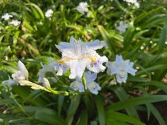 -上海滨江森林公园