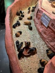 -Zoolung Zoolung动物主题公园(海信广场店)